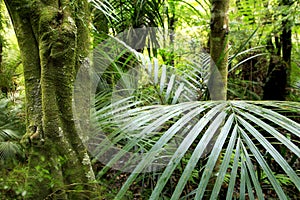 Tropical forest