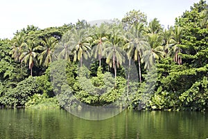 Tropical forest