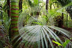 Tropical forest