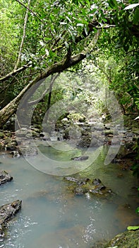 Tropical Forest