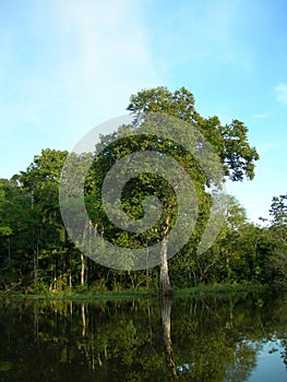 Tropicale foresta sul amazzonia un fiume 