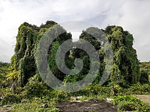 Tropical forest and bushes in malaysia in kluang, johor, malaysia