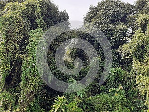 Tropical forest and bushes in malaysia in kluang, johor, malaysia