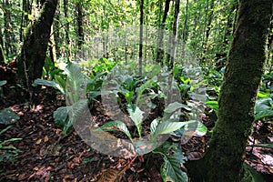 Tropical forest in Canaima National Park, Venezuela