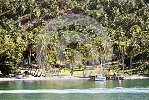 Tropical forest in Cayo Levantado, Dominican Republic. photo