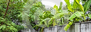 Tropical forest dschungel nature behind walls in Thailand