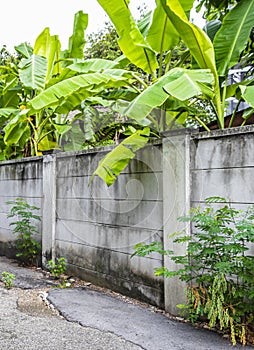 Tropical forest dschungel nature behind walls in Thailand