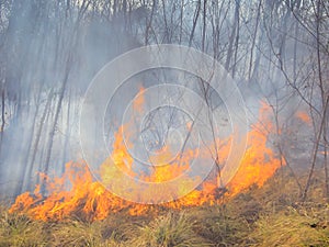 Tropical forest fire