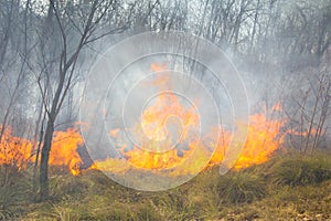 Tropical forest fire