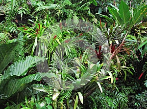 Tropical Forest Flora Background