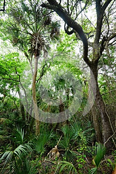 Tropical forest in Florida