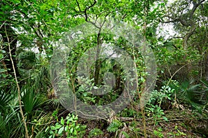 Tropical forest in Florida