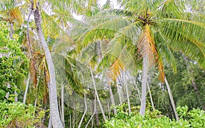 Tropical forest, French Polynesia