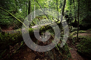 A tropical forest. Green moss on trees and stones