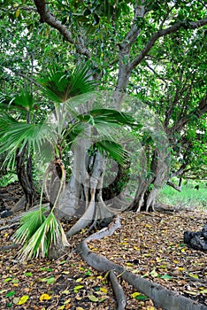 Tropical forest in Hawaii Big Island