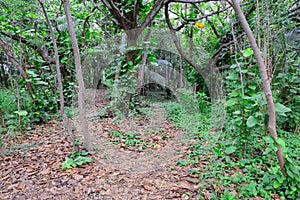 Tropical forest in Hawaii Big Island