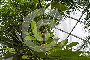 Tropical Forest inside a greenhouse representing Gondwanaland photo