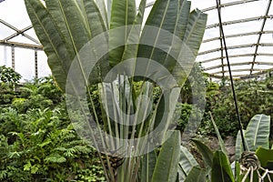Tropical Forest inside a greenhouse representing Gondwanaland photo