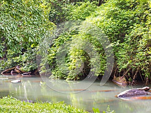 Tropical forest. inTatton National Park, Chaiyaphum. Thailand.