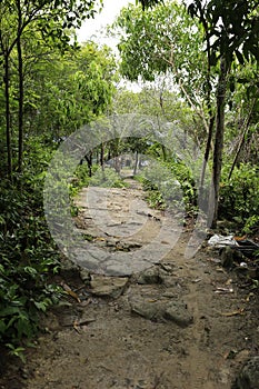 Tropical forest in the island of Koh Rong