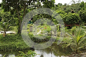 Tropical forest in the island of Koh Rong