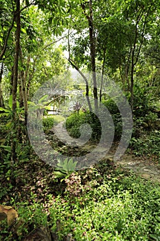 Tropical forest in the island of Koh Rong