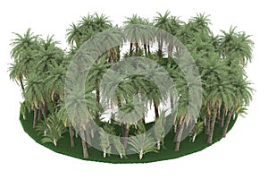 Tropical forest isolated on background. 3d rendering - illustration