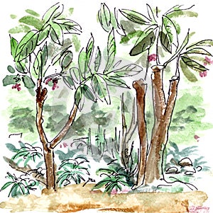 tropical forest, jungle, dense thicket, watercolor travel sketch photo