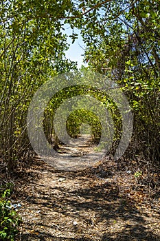 Tropical forest jungle nature Caribbean exotic palm trees plants Mexico