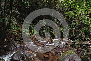 Tropical forest with jungle river.