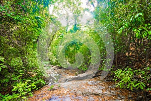 Tropical forest jungle trail in Koh Lanta Island, Krabi, Thailand