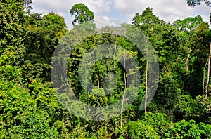 Tropical Forest of Kakum National Park, Ghana