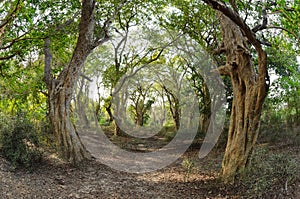 Tropical forest Keoladeo National Park