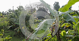 Tropical Forest Landscape, Green Trees Beautiful Asian Rain Woods View