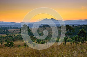Tropical forest landscape at sunrise