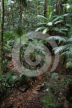 Tropical Forest with Luxuriant Vegetation, Australia