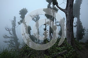 Tropical forest, Mount Merapi, Central Java, Indonesia.