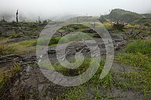 Tropical forest, Mount Merapi, Central Java, Indonesia.