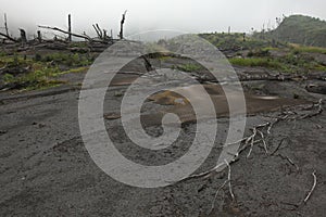 Tropical forest, Mount Merapi, Central Java, Indonesia.