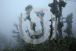 Tropical forest, Mount Merapi, Central Java, Indonesia.
