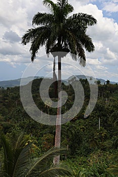 Tropical forest near Baracoa, Cuba