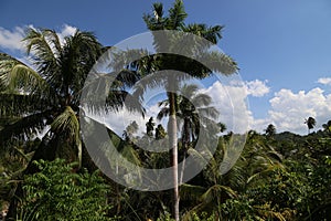 Tropical forest near Baracoa, Cuba