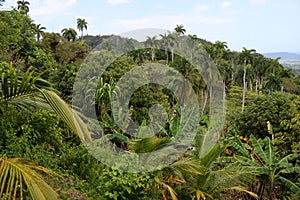 Tropical forest near Baracoa, Cuba