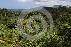 Tropical forest near Baracoa, Cuba