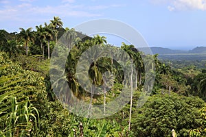 Tropical forest near Baracoa, Cuba