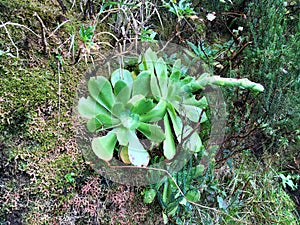 tropical forest in the northern part of the island