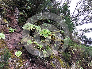 tropical forest in the northern part of the island