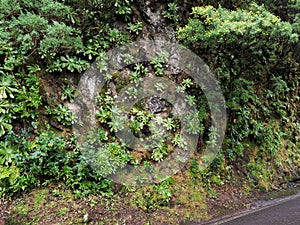 tropical forest in the northern part of the island