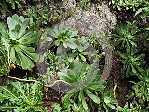 tropical forest in the northern part of the island