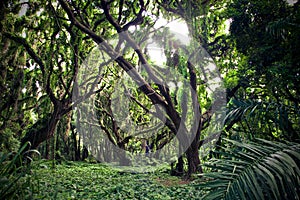 Tropical forest photo